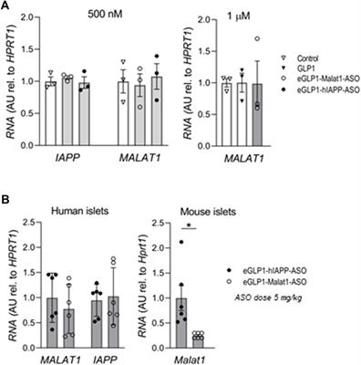 Efficacy of IAPP suppression in mouse and human islets by GLP-1 analogue conjugated antisense oligonucleotide